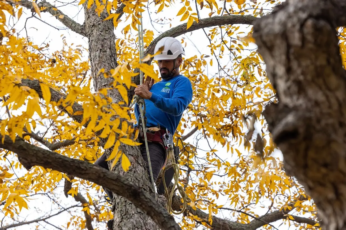 Skilled Tree Planting crew working in Cerritos